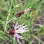 Crupina vulgaris Flor