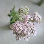 Achillea distansŽiedas