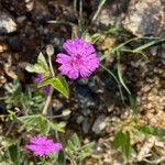 Allionia incarnata Flower