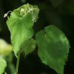 Abutilon indicum Hoja