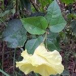 Azanza lampas Flower