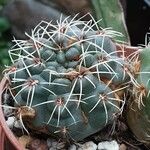 Gymnocalycium baldianum Hábitos