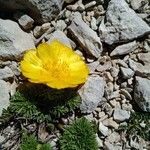 Adonis distorta Çiçek