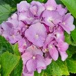 Hydrangea macrophyllaBlomma