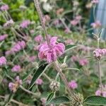 Phlomis purpurea Цветок