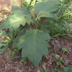 Solanum torvumLeaf