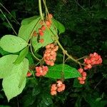 Paullinia rugosa Други