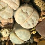 Lithops spp. Froito