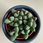 Gibbaeum petrense Hostoa