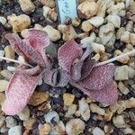 Gasteria pillansii Yaprak