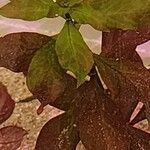 Ludwigia repens Leaf
