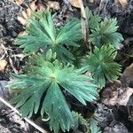 Geranium argenteum Blad