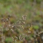 Poa badensis Flor