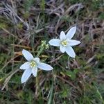 Ornithogalum gussonei ফুল