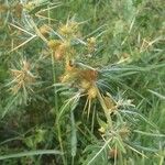 Xanthium spinosum Hàbitat