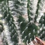 Opuntia orbiculata Bark