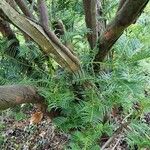 Cephalotaxus fortunei Bark