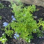 Plumbago auriculataBlüte