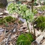 Aralia nudicaulis Λουλούδι