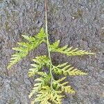 Asplenium adiantum-nigrum 葉