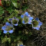 Gentiana depressa Habitat