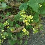 Bryonia verrucosa Flor