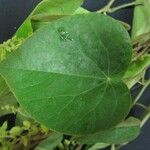 Cissampelos tropaeolifolia Лист