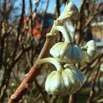 Edgeworthia chrysantha Other