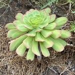 Aeonium appendiculatum برگ