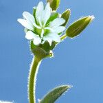 Cerastium arvense Flor