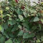 Cotoneaster multiflorus عادت