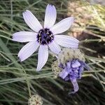 Catananche caerulea Квітка