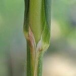 Achnatherum calamagrostis خشب