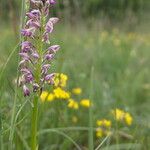 Orchis × spuria ফুল