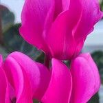 Cyclamen persicumFlower