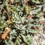 Leucanthemopsis alpina 葉
