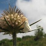 Dipsacus laciniatus ফুল