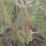 Erodium ciconium ᱡᱚ