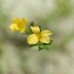 Linum strictum Fleur