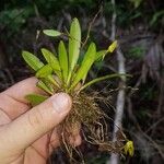 Specklinia icterina Leaf