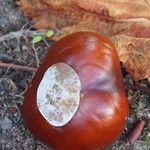 Aesculus hippocastanumMeyve