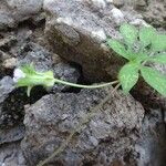 Ipomoea pes-tigridis Blomst