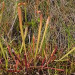 Sarracenia rubra Alkat (teljes növény)