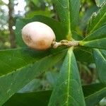 Daphnopsis costaricensis Fruit