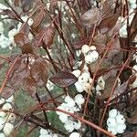 Symphoricarpos albus Feuille