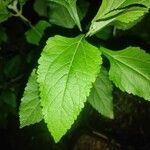 Austroeupatorium inulifolium Yaprak