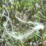 Stipa pennata 果