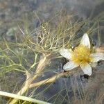 Ranunculus trichophyllus 整株植物