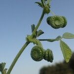 Medicago rugosa Fruit