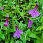 Lobelia holstii Habit